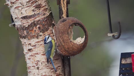 Pájaros-Tit-Azul-Euroasiático-Comiendo-Pulpa-De-Coco-En-El-árbol