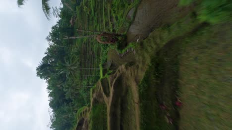 Vertikales-FPV-Video-Einer-Drohnenfahrt-über-Den-Nassen-Reisfeldern-Auf-Bali
