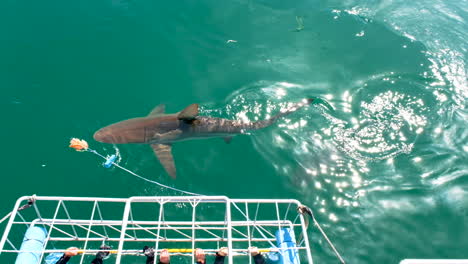 Buceo-En-Jaula-En-Gansbaai-Sudáfrica---Tiburones-Pasando-Justo-En-Frente