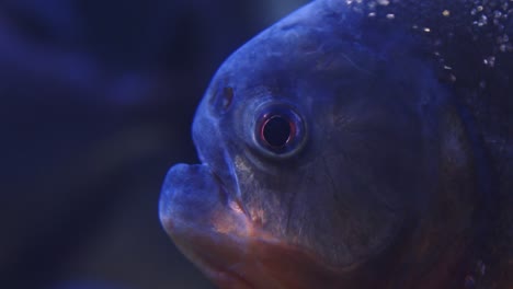 Extreme-Nahaufnahme-Eines-Gesichts-Und-Eines-Auges-Eines-Rotbäuchigen-Piranhas-In-Einem-Klaren-Blauen-Wasser