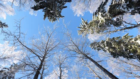 Spinning-and-looking-up-into-winter-snow-covered-forest