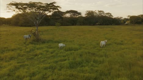 Rural-Landscape-With-Oxen-In-Green-Pasture-At-Sunset---aerial-drone-shot