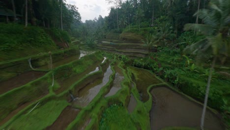 Palmen-Zwischen-Den-Nassen-Reisfeldern-In-Bali-An-Einem-Bewölkten-Tag
