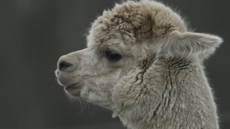 Alpaca-Animal-Chewing-Side-Profile-Domesticated-Close-Up-Isolated-Slow-Motion