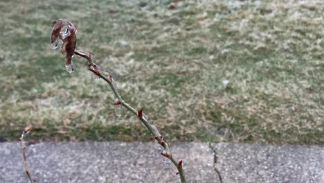 Rosenstrauchzweig-An-Einem-Kalten-Tag-Mit-Eis-Bedeckt