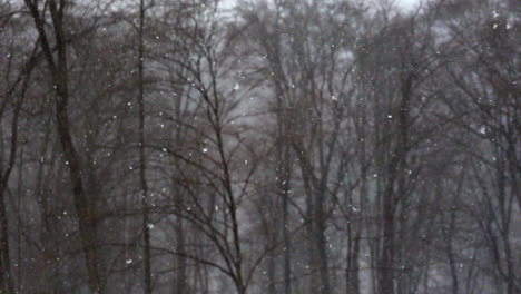 Slow-motion-snowfall-on-snowy-winter-day-with-snowstorm-forest-background