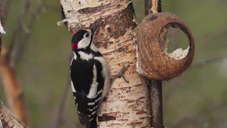 Red-Woodpecker-Bird-Feed-On-A-Coconut-Shell-Bird-Feeder