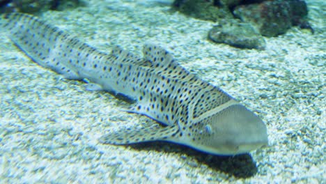 Nurse-shark-resting-on-the-bottom-of-the-aquarium