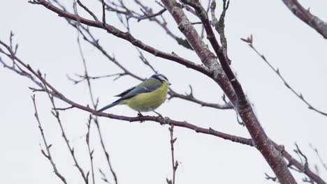 Lone-Great-Tit-Bird-Sitting-On-Small-Twigs-At-Daytime