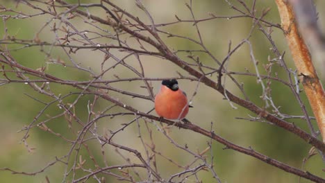 Eurasian-Bullfinch-Looking-Around-In-The-Forest-While-Sitting-On-Tree-Branch