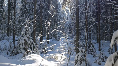 Wunderschöne-Winterwaldlandschaft-Mit-Sonnenlicht,-Das-Durch-Den-Wald-Bricht