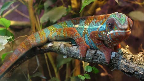 Panther-Chameleon-on-a-branch-looking-around