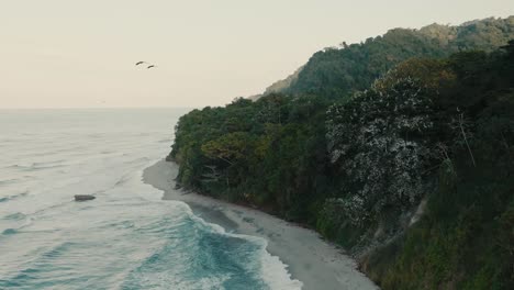 Aerial-shot-of-pelican-tree-nest-in-the-beach,-birds-flying,-Colombia,-la-guajira