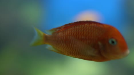 Orangefarbene-Süßwasserfische-Schwimmen-Friedlich