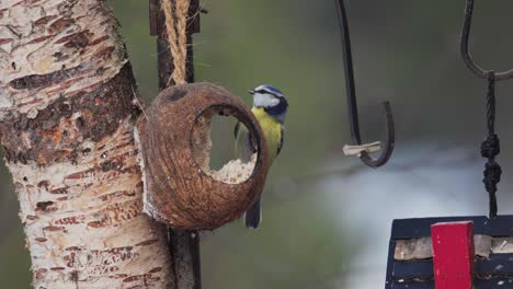 Portrait-Of-Great-Tit-Bird-Eating-On-Coconut-Shell-At-The-Backyard