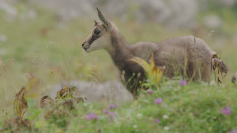 Close-up-of-Chamois-cub-high-up-in-the-mountains