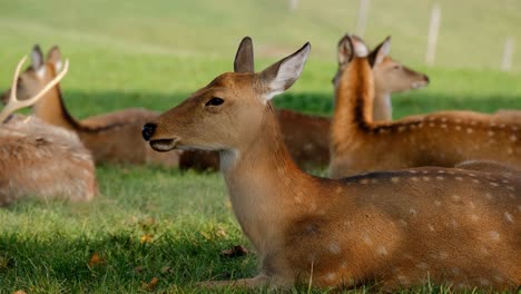 Profile-of-a-female-deer-lying-down-and-chewing-in-the-outdoors,-side-view-of-a-deer-ruminating