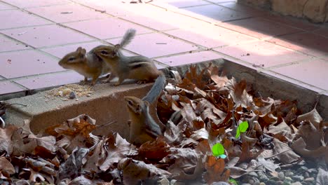 Streifenhörnchen-Familie-Spielt-Draußen-Miteinander-Und-Kommt-Aus-Dem-Bau