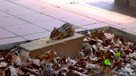 Chipmunk-Family-Play-with-Each-Other-Outside-and-Emerge-from-Burrow