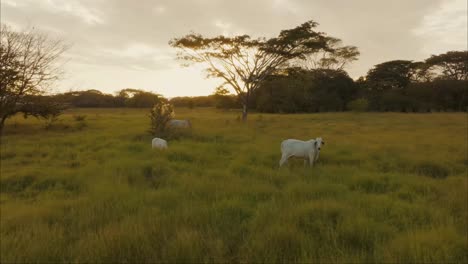 Oxen-In-The-Middle-Of-Fresh-Green-Pasture---drone-shot