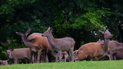 Deer-herd-is-resting-at-grassy-ground-surface-during-clear-weather-day-and-with-green-forest-trees-in-background