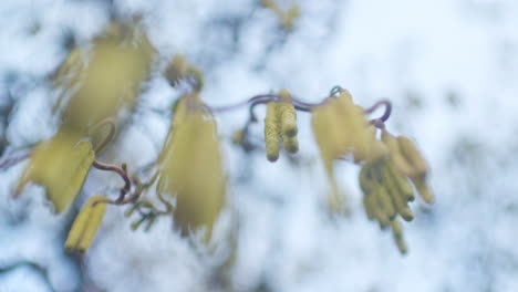 Blick-Hinauf-In-Einen-Blühenden-Haselnussbaum-Im-Zeitigen-Frühjahr
