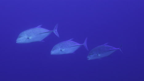 Giant-Blue-Fin-Trevally-in-the-Red-Sea-of-Egypt