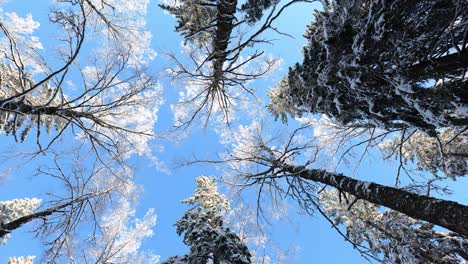 Looking-up-to-snowy-treetops-with-clear-blue-sky