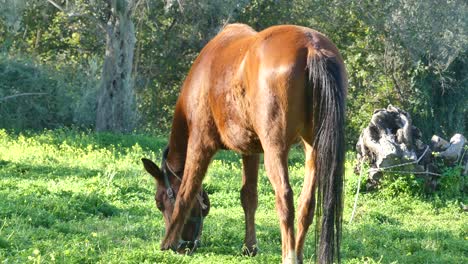 Brown-horse-is-eating-green-grass-on-rural-pasture