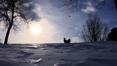 Silhouette-Eines-Hundes,-Der-Frisbee-In-Der-Luft-Fängt