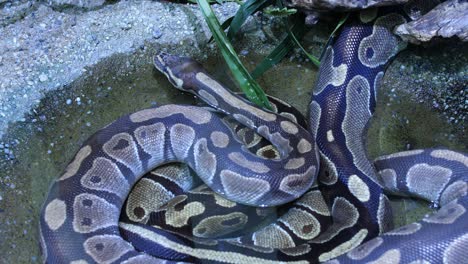 Python-refreshing-itself-in-a-water-puddle
