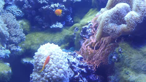 Orange-Basslets-Schwimmen-Zwischen-Riffpflanzen-Und-Lebewesen