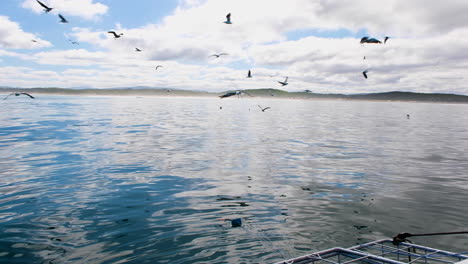 Shark-lunges-at-bait-in-front-of-shark-cage---calm-ocean,-seagulls-in-flight