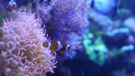Couple-of-clown-fish-swimming-by-an-anemone-on-the-reef