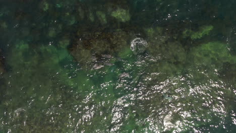 Top-down-drone-descending-shot-of-a-group-of-seals-swimming-and-playing-in-the-water
