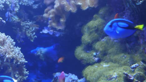 Orange-Basslets-Und-Majestätische-Blaubarsche-Schwimmen-Zwischen-Riffpflanzen-Und-Lebewesen