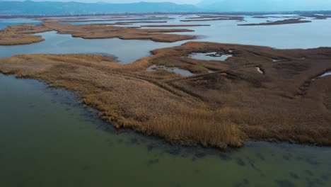 Dry-brown-grass-on-lagoon-with-shallow-water-in-winter,-natural-bird-sanctuary-in-Albania