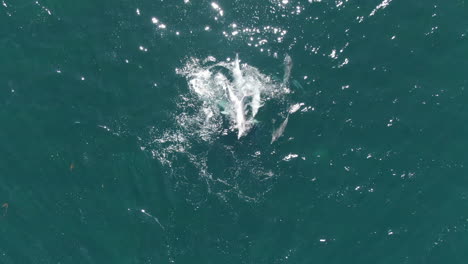 Grupo-De-Delfines-Juguetones-Nadando-En-El-Mar-Claro