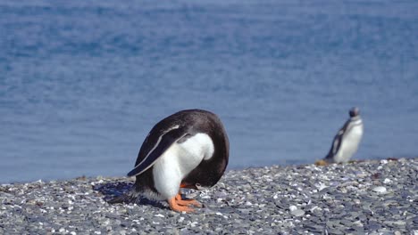 Un-Lindo-Pingüino-En-Primer-Plano-Y-Un-Pingüino-Caminando-En-El-Fondo-En-Isla-Martillo,-Ushuaia-En-Argentina