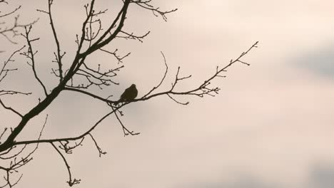Silhouette-Eines-Vogels,-Der-An-Einem-Morgen-Auf-Einem-Ast-Eines-Baumes-Singt