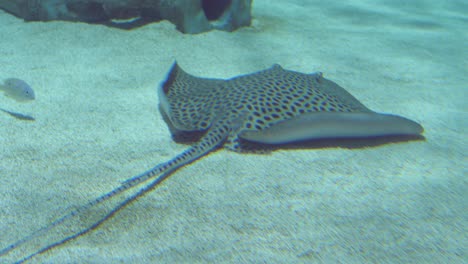 Spotted-stingray-swimming-peacefully-on-the-bottom-of-the-sea