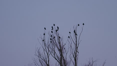 Kleine-Vögel-Schlafen-An-Einem-Bewölkten-Tag-Oben-Auf-Einem-Kleinen-Baum