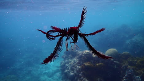 Featherstar-swimming-near-the-surface