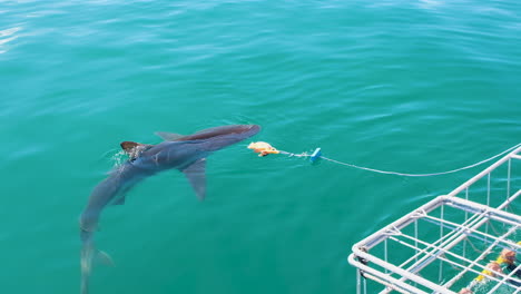 Shark-cage-diving-in-Kleinbaai,-South-Africa---copper-shark-lunges-for-bait