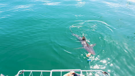 Shark-lured-in-with-bait-for-tourists-to-view---shark-cage-diving-industry