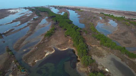 Wetland-area-untouched-by-humans-with-saltwater-shallows-and-tree-bushes-where-wild-birds-nest-near-the-coast-in-Albania