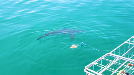 Shark-almost-takes-bait-next-to-cage---shark-cage-diving-industry-Gansbaai