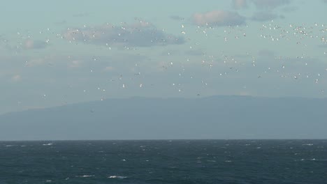 Seevögel,-Die-Den-Himmel-über-Dem-Ozean-Bedecken