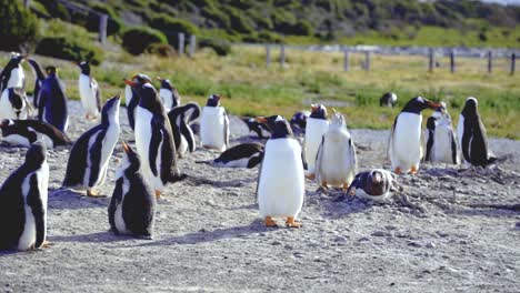 Handheld-panning-shot-of-a-big-Penguin-population-at-Isla-Martillo,-Ushuaia-in-Argentina