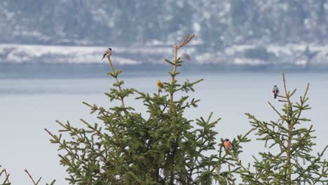 Eurasian-Bullfinch-Birds-Sitting-On-Norwegian-Pine-Trees-With-Lake-In-The-Background